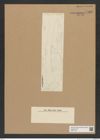 Diatomeae indet. Zeichnungen Sammlung Grunow Nr. 7869 (NHMW-BOT-W0377129)